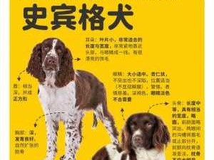 史丁格（史丁格犬简介）