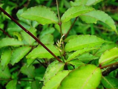 芸香科植物有哪些（芸香科植物有哪些中药材）