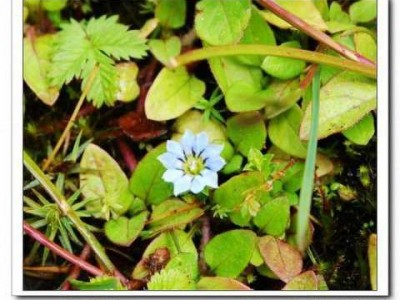 藏海花是什么花（藏海花是啥花）