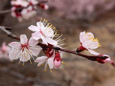 杏花是什么颜色（杏花是什么颜色桃花是什么颜色）