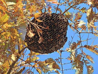 风水易经家有蜂巢预示（马蜂进家里预兆死人）