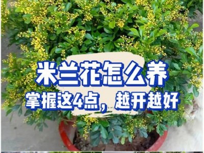 米兰花怎么养（米兰花怎么养护和浇水）