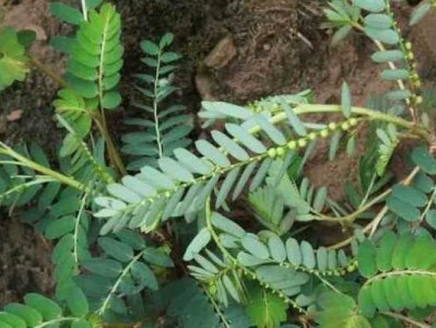 阴阳草（阴阳草治什么病）