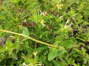 金银花花期（金银花花期喷什么药）