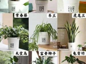 装饰植物（常用室内装饰植物）