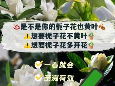 栀子花香吗（男生喜欢栀子花香吗）