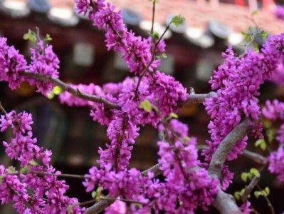 bauhinia（bauhinia flower）