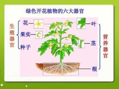 被子植物（被子植物的六大器官）