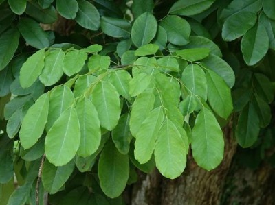 黄檀属（黄檀属植物）