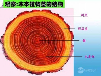 边材（边材属次生木质部,心材属初生木质部）