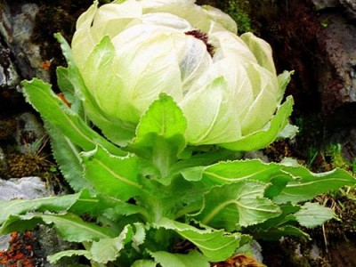 雪莲花多少钱一斤（雪莲花价格多少钱一朵）