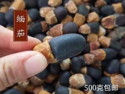 缅茄菩提（缅茄菩提子功效与作用图片）