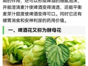 啤酒花的功效与作用（啤酒花的功效与作用及食用方法）