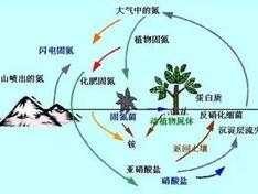 矿化作用（矿化作用名词解释土壤学）