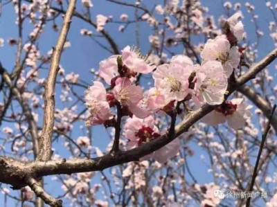 杏花什么季节开（杏花什么季节开花）