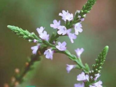 柠檬马鞭草（柠檬马鞭草和马鞭草一样吗）