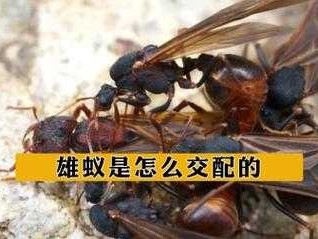 雄蚁（雄蚁是怎么产生的）