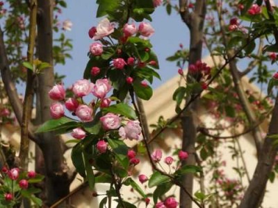 海棠花几月份开花（海棠花几月份开花结果）