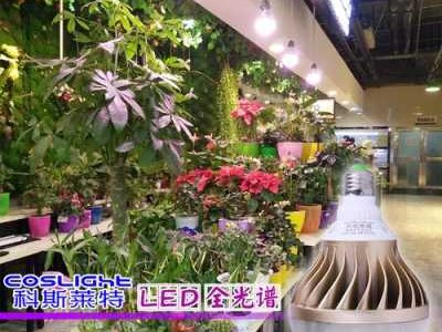 室内植物（室内植物光照用什么灯）