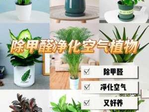 绿植除甲醛有效吗（绿植除甲醛有用吗）