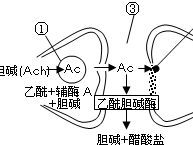 杀虫剂原理（杀虫剂原理生物）