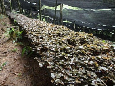 金线莲种植基地（金线莲种植基地加盟）