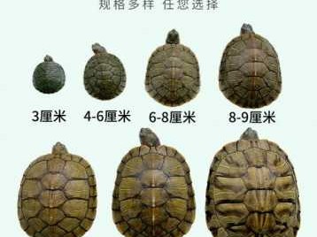 巴西龟的寿命（巴西龟的寿命是多少）