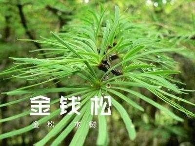 关于金钱松的信息