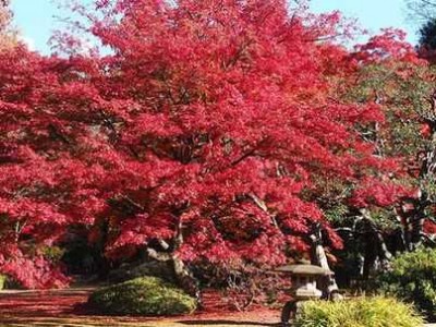 日本枫（日本枫叶季节是几月份）