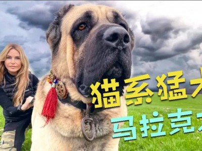 马拉克（马拉克力犬）