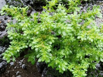 小叶冷水花（小叶冷水花怎么养）