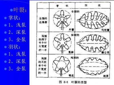 叶裂（叶裂名词解释）