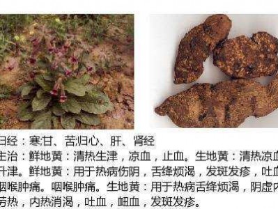 赤芍的功效作用与主治（郁金的功效作用与主治）