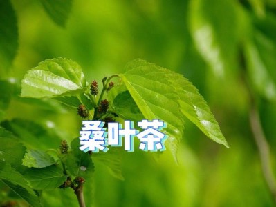 桑叶汁（桑叶茶的功效与主治）