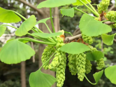 银杏树开花吗（银杏树开花吗?什么时候开花）