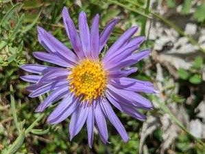 高山紫菀（高山紫菀别名）