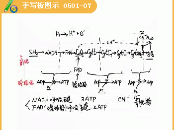 解偶联剂（解偶联剂24二硝基苯酚的作用）