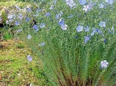 亚麻是什么植物（亚麻是什么植物图片有什么用）