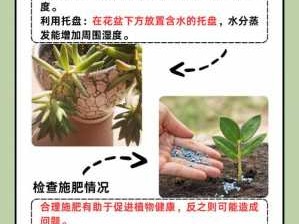 千年木（千年木叶子发黄下垂,枝干变软变皱怎么办）