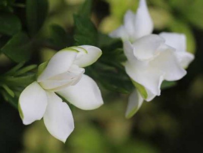 栀子花香吗（十大公认最好闻的花香）