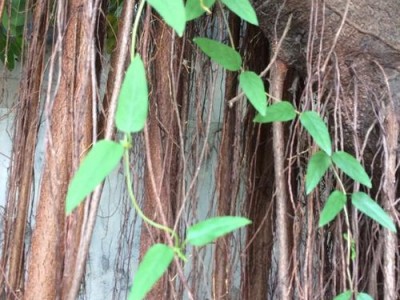 蔓生植物（蔓生植物和藤本植物）