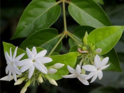 毛茉莉（毛茉莉花语）