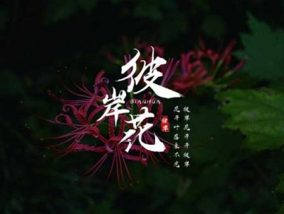 彼岸花开（彼岸花开开彼岸,花开叶落永不见）