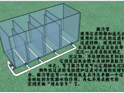 大型鱼缸（大型鱼缸过滤系统）