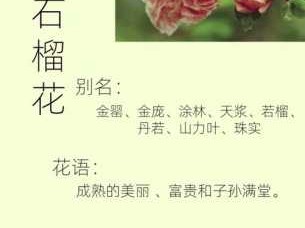 石榴花花语（石榴花花语文案）