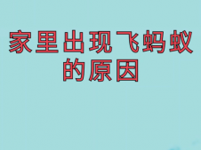 家里为什么会出现蚂蚁（家里为什么会出现蚂蚁故事图片）