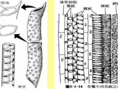导管和筛管的区别（植物体导管和筛管的区别）