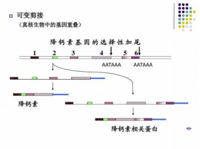 重合是什么意思（基因重合是什么意思）