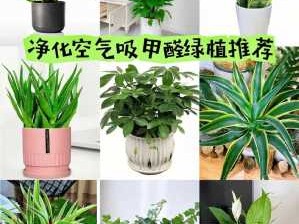 空气净化植物（空气净化植物卧室十大排名）