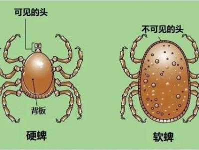 硬蜱（硬蜱和软蜱的区别图片）